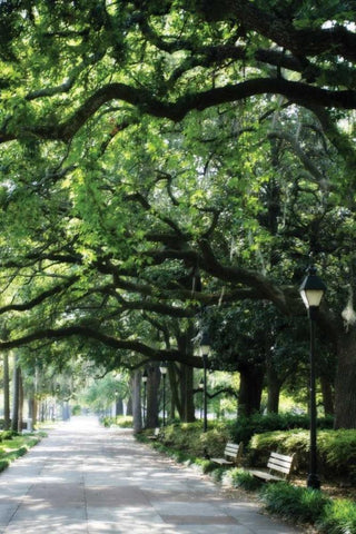 Savannah Sidewalk I Black Ornate Wood Framed Art Print with Double Matting by Hausenflock, Alan