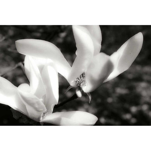 Saucer Magnolia II White Modern Wood Framed Art Print by Hausenflock, Alan