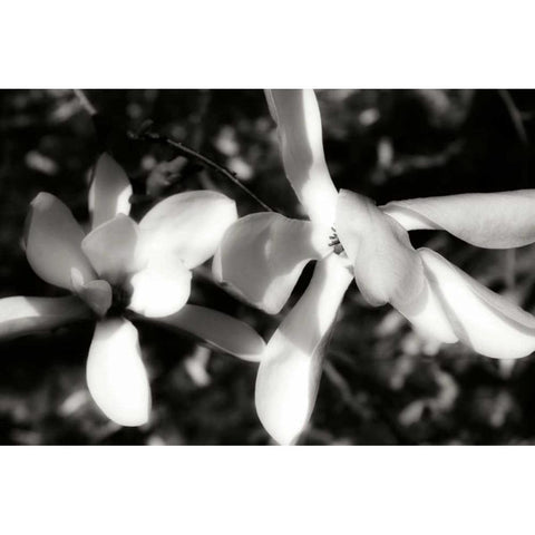 Saucer Magnolia III White Modern Wood Framed Art Print by Hausenflock, Alan