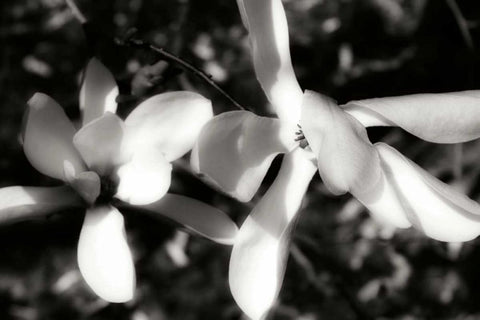 Saucer Magnolia III Black Ornate Wood Framed Art Print with Double Matting by Hausenflock, Alan