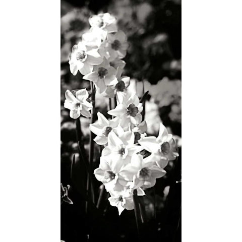 Daffodils II Black Modern Wood Framed Art Print with Double Matting by Hausenflock, Alan