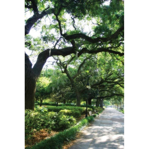 Savannah Sidewalk II Black Modern Wood Framed Art Print with Double Matting by Hausenflock, Alan