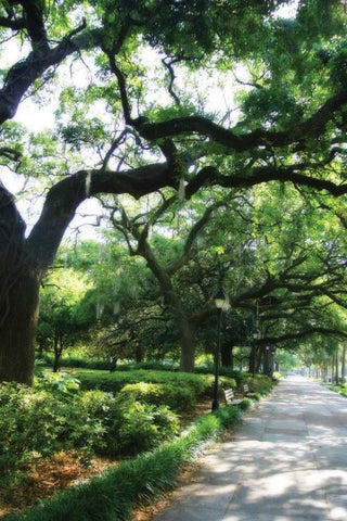 Savannah Sidewalk II White Modern Wood Framed Art Print with Double Matting by Hausenflock, Alan