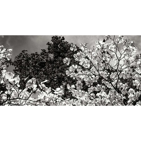 Spring Dogwood II Black Modern Wood Framed Art Print with Double Matting by Hausenflock, Alan