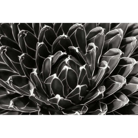 Patterned Succulent Black Modern Wood Framed Art Print with Double Matting by Hausenflock, Alan