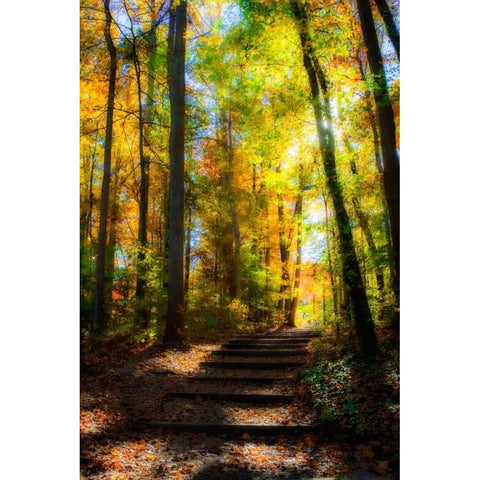 Autumn Light I White Modern Wood Framed Art Print by Hausenflock, Alan