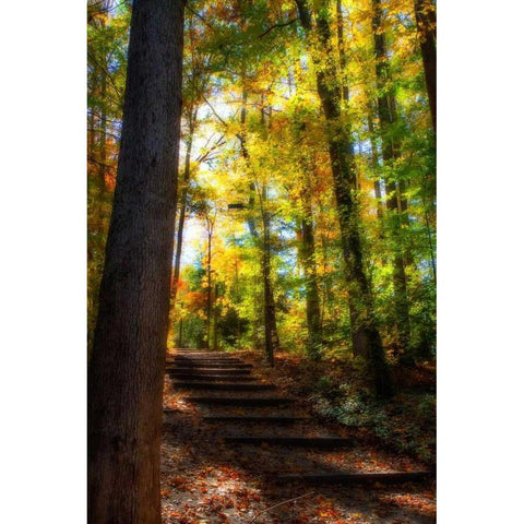 Autumn Light II White Modern Wood Framed Art Print by Hausenflock, Alan