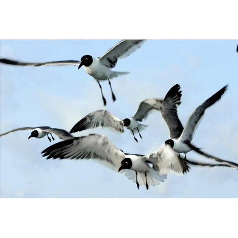 Gulls I White Modern Wood Framed Art Print by Hausenflock, Alan