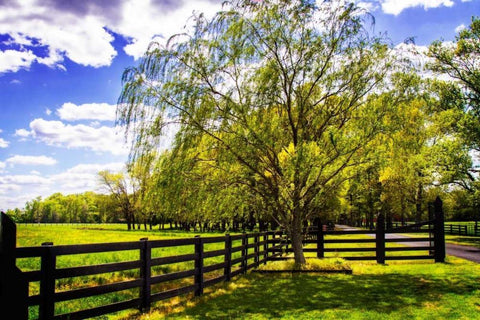 Spring on the Farm II White Modern Wood Framed Art Print with Double Matting by Hausenflock, Alan