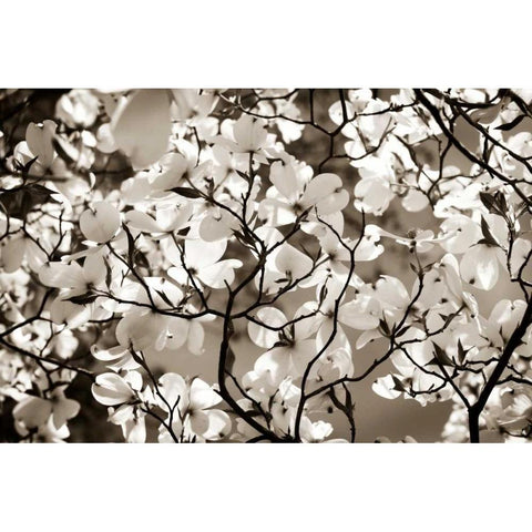 Blossoms I White Modern Wood Framed Art Print by Hausenflock, Alan