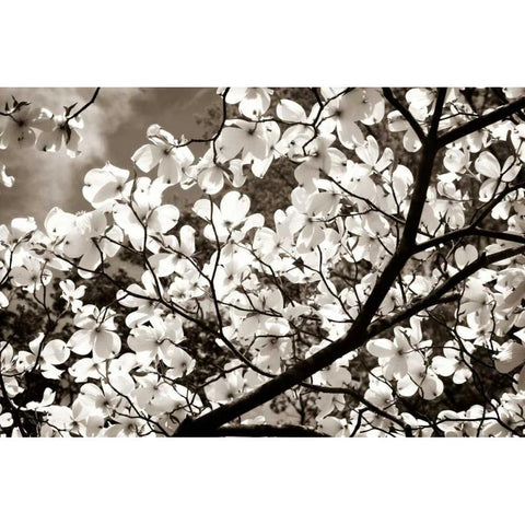 Blossoms II White Modern Wood Framed Art Print by Hausenflock, Alan