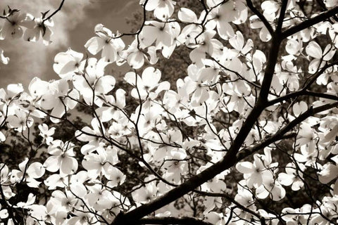 Blossoms II White Modern Wood Framed Art Print with Double Matting by Hausenflock, Alan