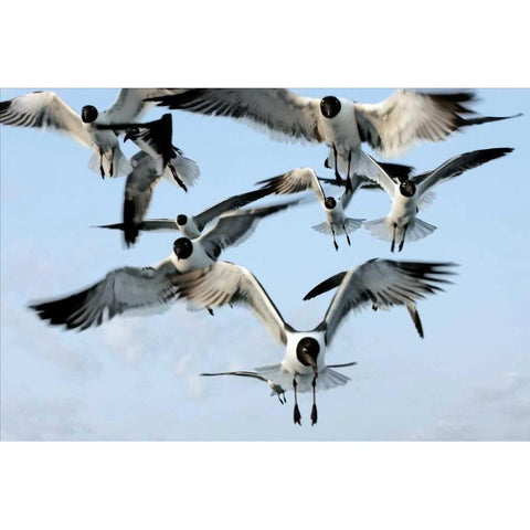 Gulls II Black Modern Wood Framed Art Print by Hausenflock, Alan