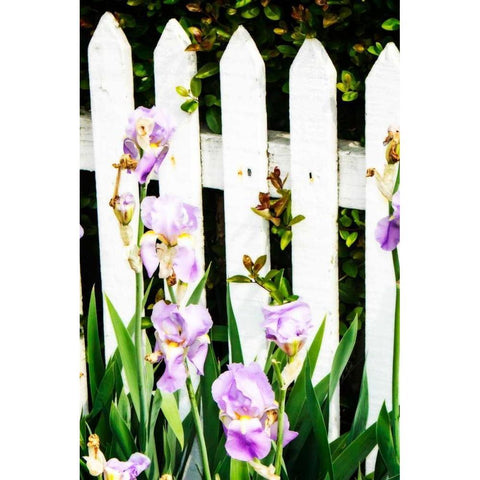 Iris on a Fence White Modern Wood Framed Art Print by Hausenflock, Alan