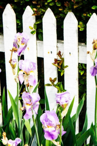 Iris on a Fence White Modern Wood Framed Art Print with Double Matting by Hausenflock, Alan