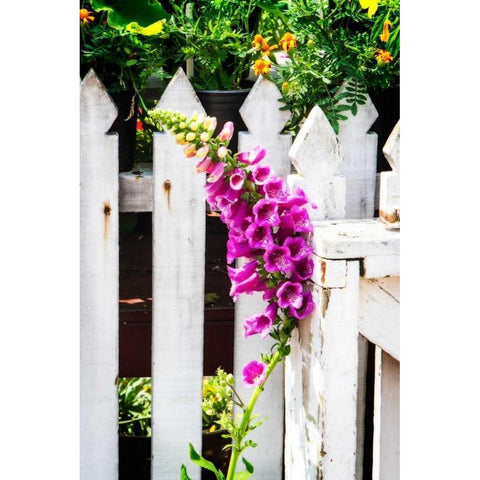 Foxglove on a Fence White Modern Wood Framed Art Print by Hausenflock, Alan