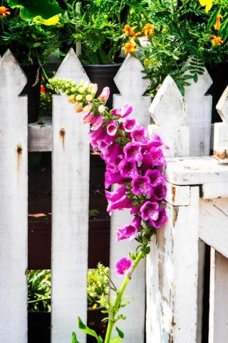 Foxglove on a Fence White Modern Wood Framed Art Print with Double Matting by Hausenflock, Alan