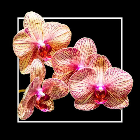 Orchids on Black I Black Ornate Wood Framed Art Print with Double Matting by Hausenflock, Alan