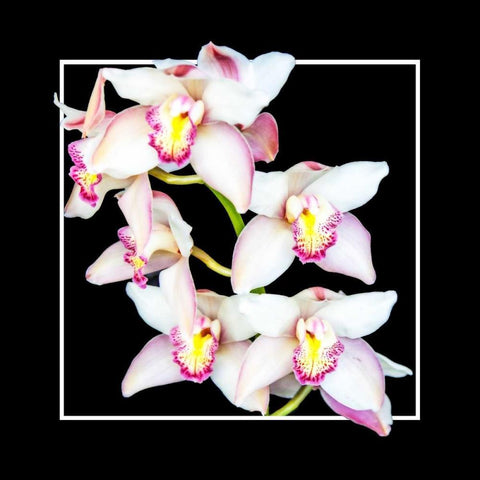 Orchids on Black II White Modern Wood Framed Art Print with Double Matting by Hausenflock, Alan