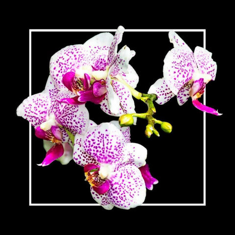 Orchids on Black III Black Modern Wood Framed Art Print with Double Matting by Hausenflock, Alan