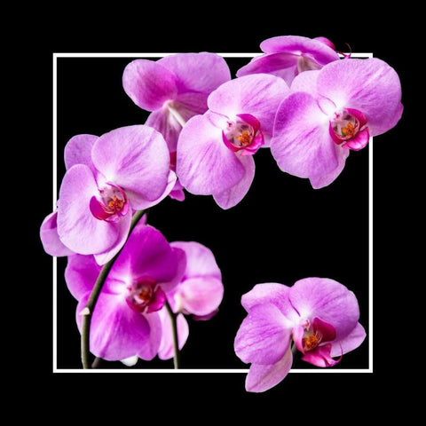 Orchids on Black IV Black Ornate Wood Framed Art Print with Double Matting by Hausenflock, Alan