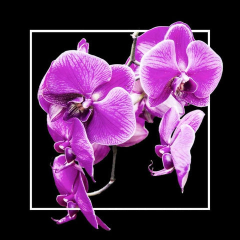 Orchids on Black V Black Modern Wood Framed Art Print with Double Matting by Hausenflock, Alan