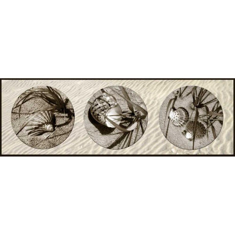 Shells Black Modern Wood Framed Art Print with Double Matting by Hausenflock, Alan