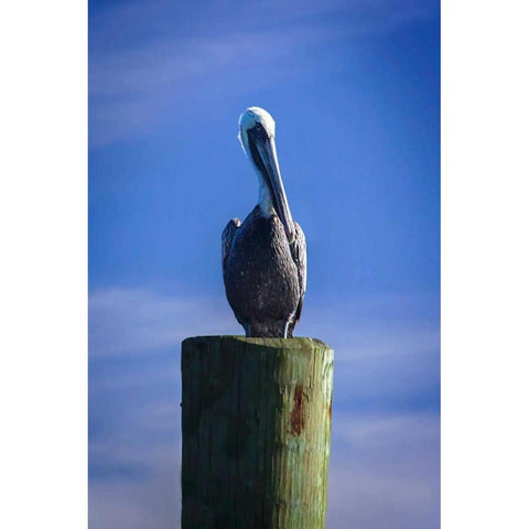 Mr. Pelican I Black Modern Wood Framed Art Print with Double Matting by Hausenflock, Alan