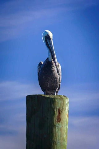 Mr. Pelican I White Modern Wood Framed Art Print with Double Matting by Hausenflock, Alan