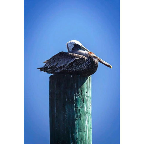 Mr. Pelican II Black Modern Wood Framed Art Print with Double Matting by Hausenflock, Alan