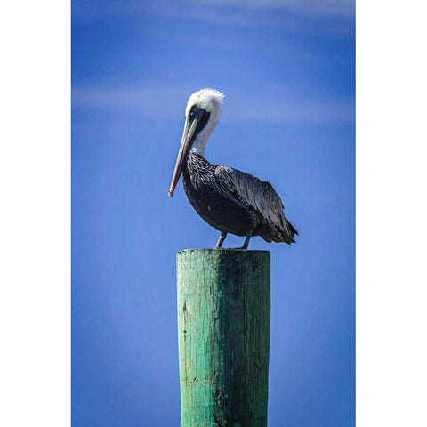 Mr. Pelican III White Modern Wood Framed Art Print by Hausenflock, Alan