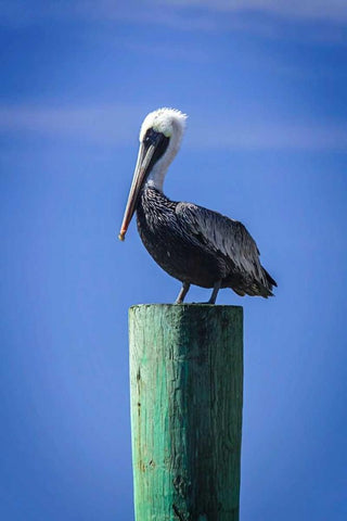 Mr. Pelican III Black Ornate Wood Framed Art Print with Double Matting by Hausenflock, Alan