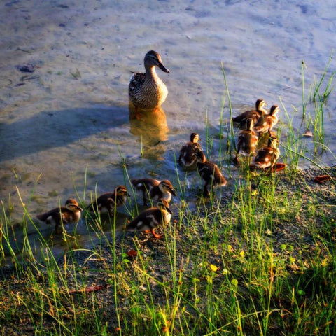 Mother Duck And Family I White Modern Wood Framed Art Print with Double Matting by Hausenflock, Alan