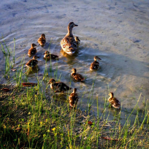 Mother Duck And Family II White Modern Wood Framed Art Print by Hausenflock, Alan