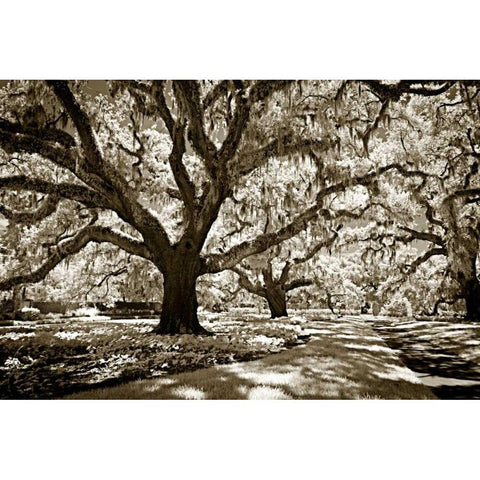 Plantation Walk I White Modern Wood Framed Art Print by Hausenflock, Alan