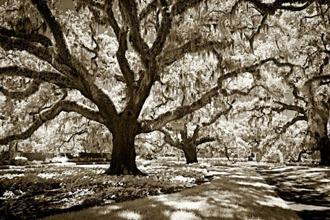 Plantation Walk I Black Ornate Wood Framed Art Print with Double Matting by Hausenflock, Alan