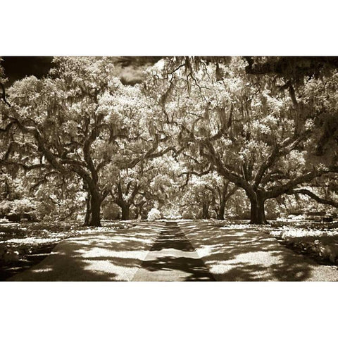 Plantation Walk II White Modern Wood Framed Art Print by Hausenflock, Alan