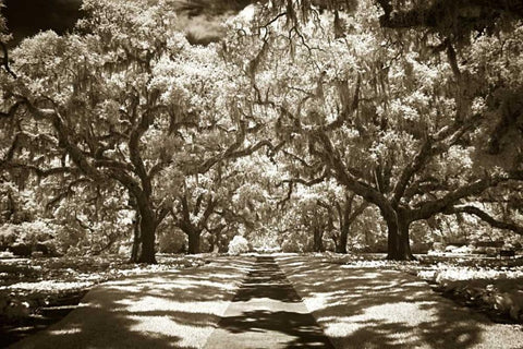 Plantation Walk II Black Ornate Wood Framed Art Print with Double Matting by Hausenflock, Alan