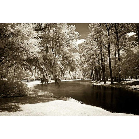 Pines Along The Stream White Modern Wood Framed Art Print by Hausenflock, Alan
