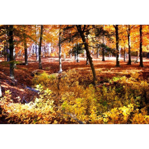 Hanover Forest I White Modern Wood Framed Art Print by Hausenflock, Alan