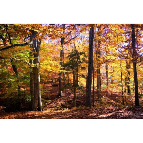 Hanover Forest II White Modern Wood Framed Art Print by Hausenflock, Alan