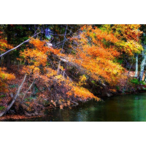 Color Of Fall III White Modern Wood Framed Art Print by Hausenflock, Alan