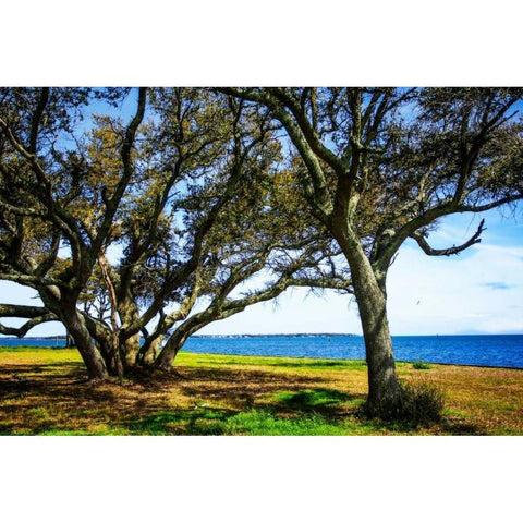 Live Oaks By The Bay I Black Modern Wood Framed Art Print with Double Matting by Hausenflock, Alan