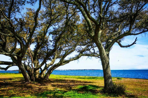 Live Oaks By The Bay I White Modern Wood Framed Art Print with Double Matting by Hausenflock, Alan