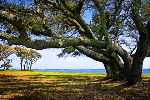 Live Oaks By The Bay II White Modern Wood Framed Art Print with Double Matting by Hausenflock, Alan