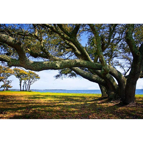 Live Oaks By The Bay II White Modern Wood Framed Art Print by Hausenflock, Alan