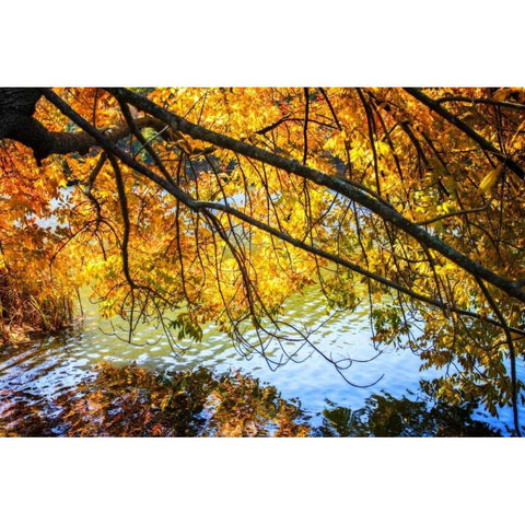 Autumn Reflections II White Modern Wood Framed Art Print by Hausenflock, Alan