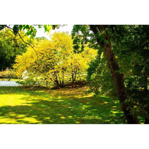 Backyard Color I White Modern Wood Framed Art Print by Hausenflock, Alan