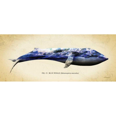 Blue Whale Gold Ornate Wood Framed Art Print with Double Matting by Hausenflock, Alan