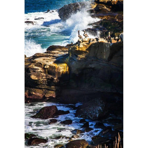 La Jolla Pelicans I Black Modern Wood Framed Art Print with Double Matting by Hausenflock, Alan